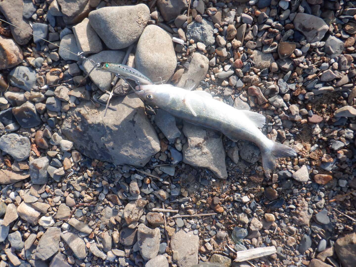 DSCF9835.JPG