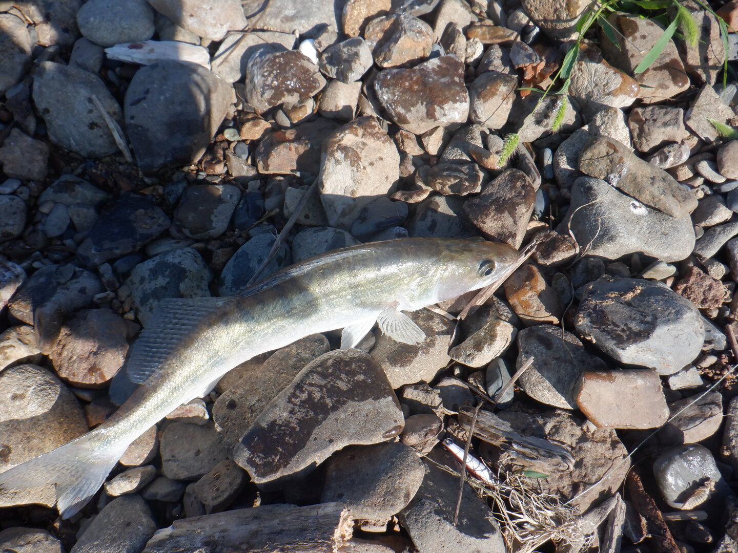 DSCF9838.JPG