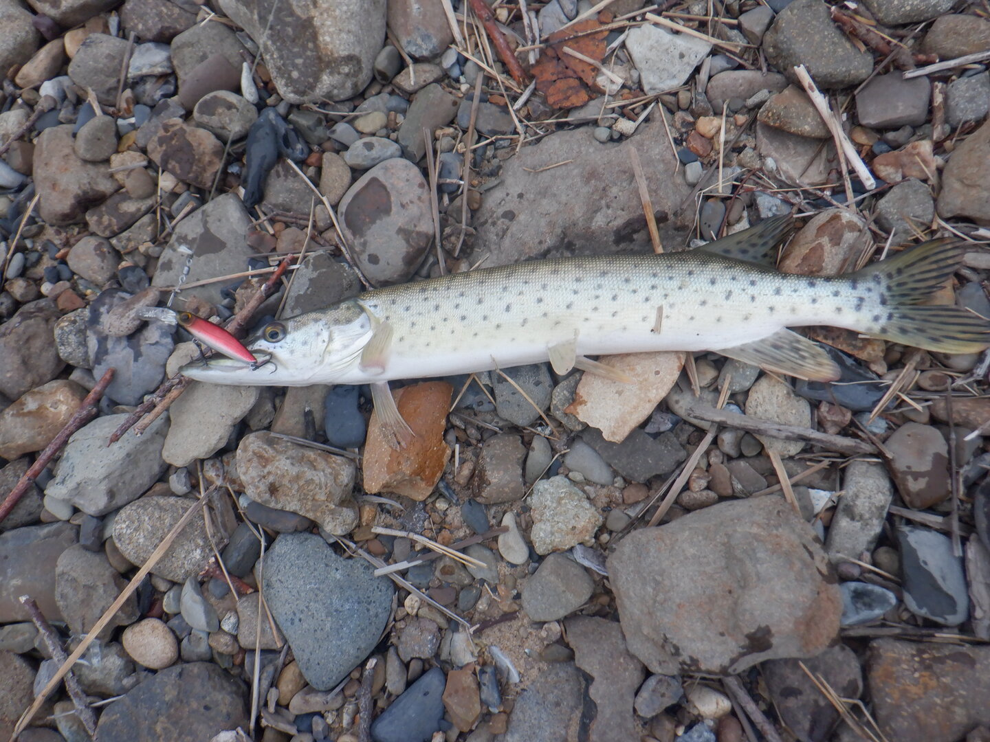 DSCF9841.JPG