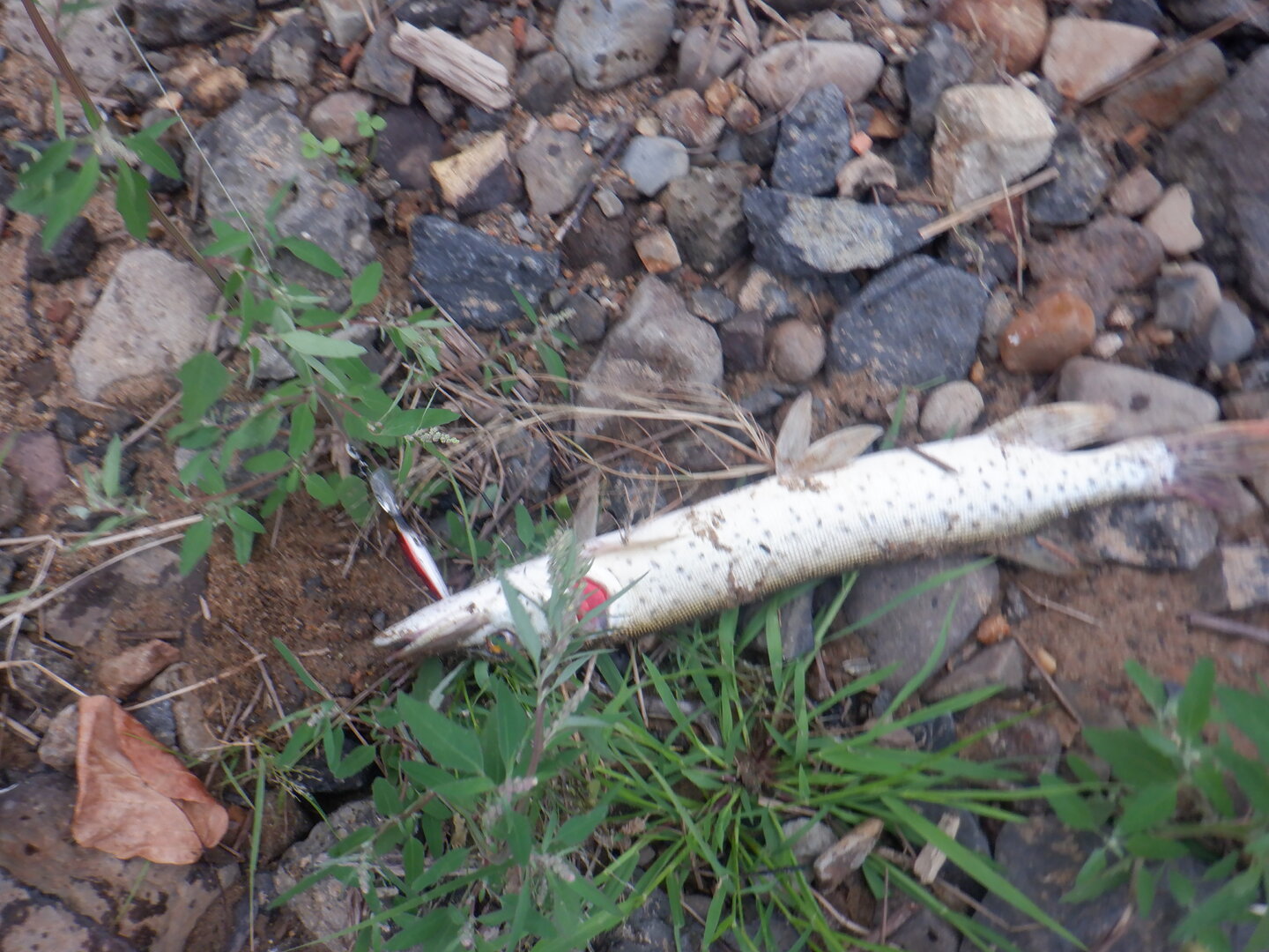 DSCF9847.JPG