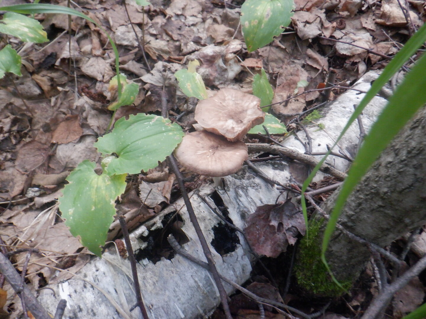 DSCF9898.JPG