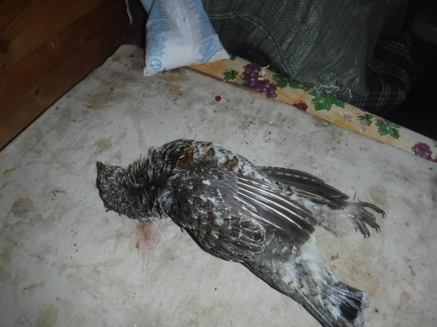 DSCF9910.JPG