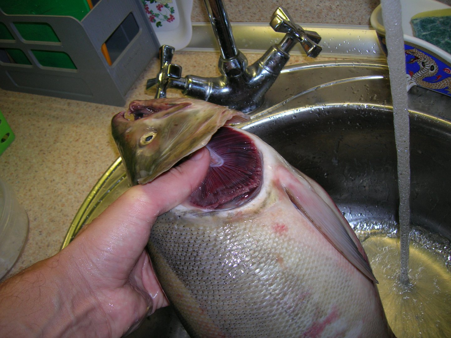 DSCN0018.JPG