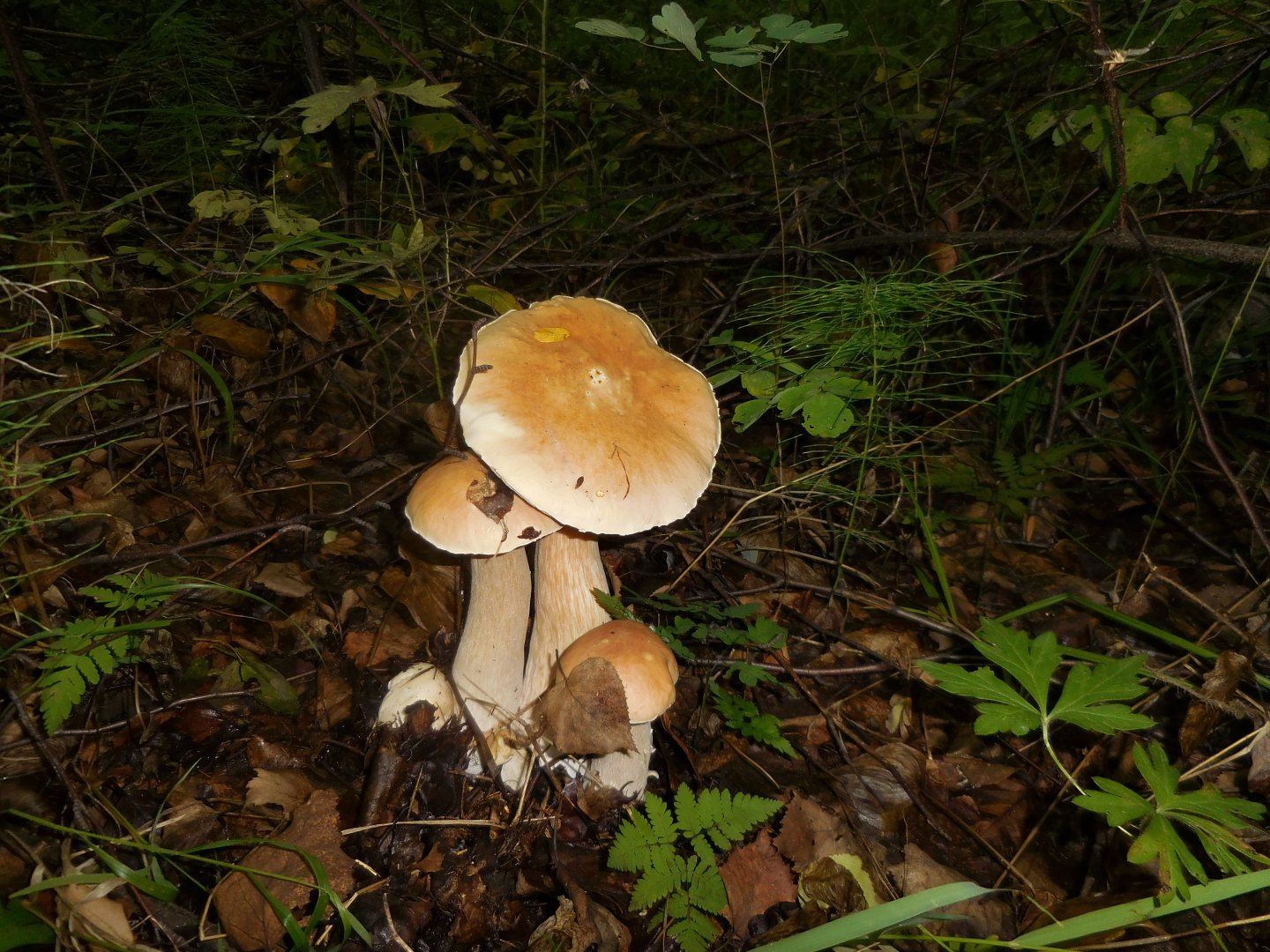 DSCN0164.JPG