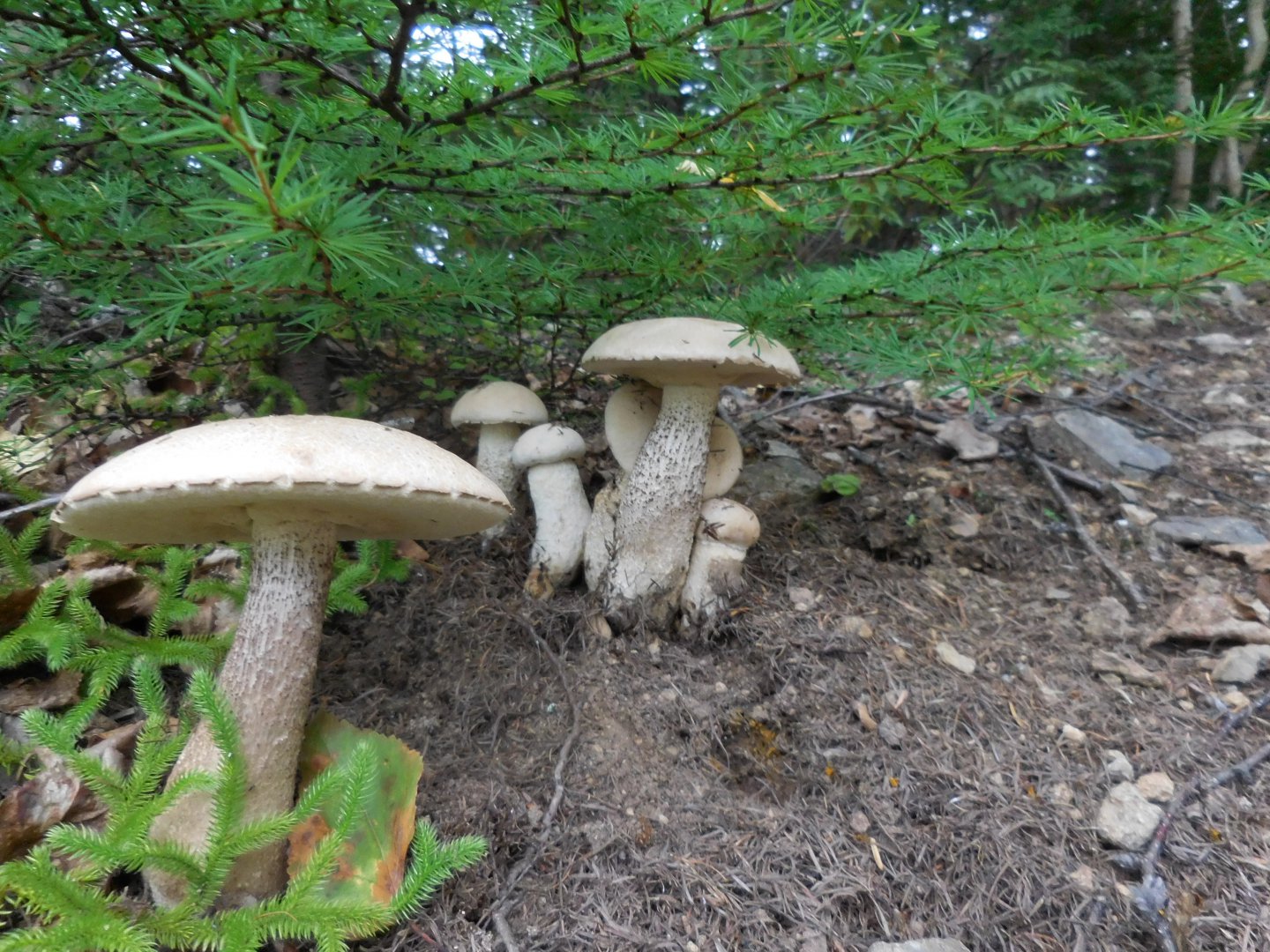 DSCN0215.JPG