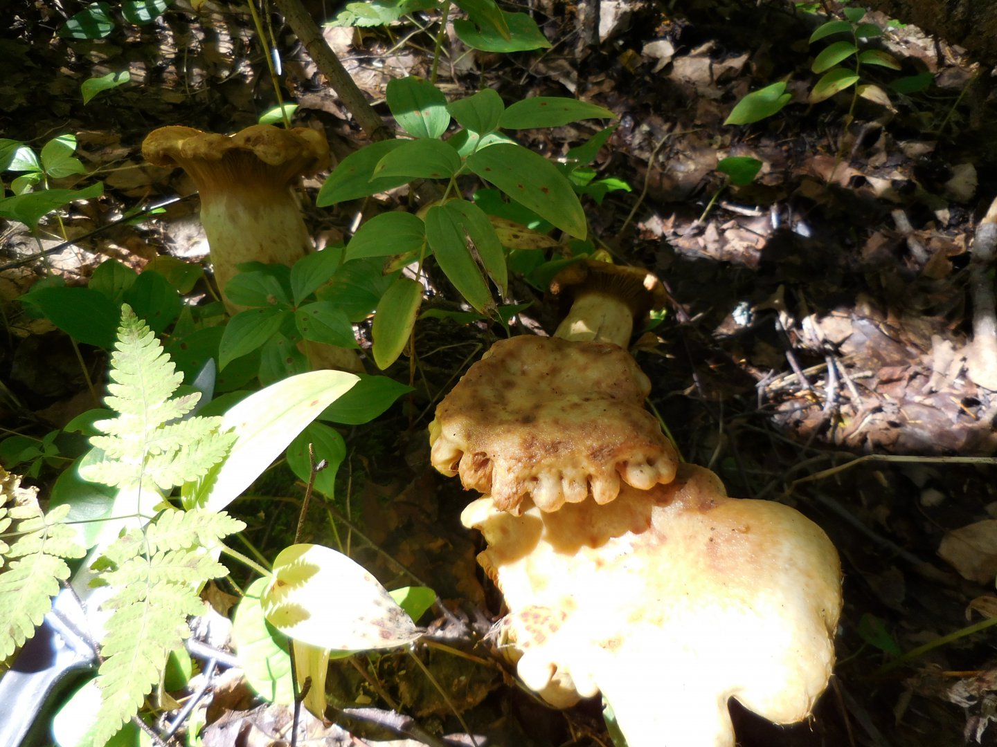 DSCN0262.JPG