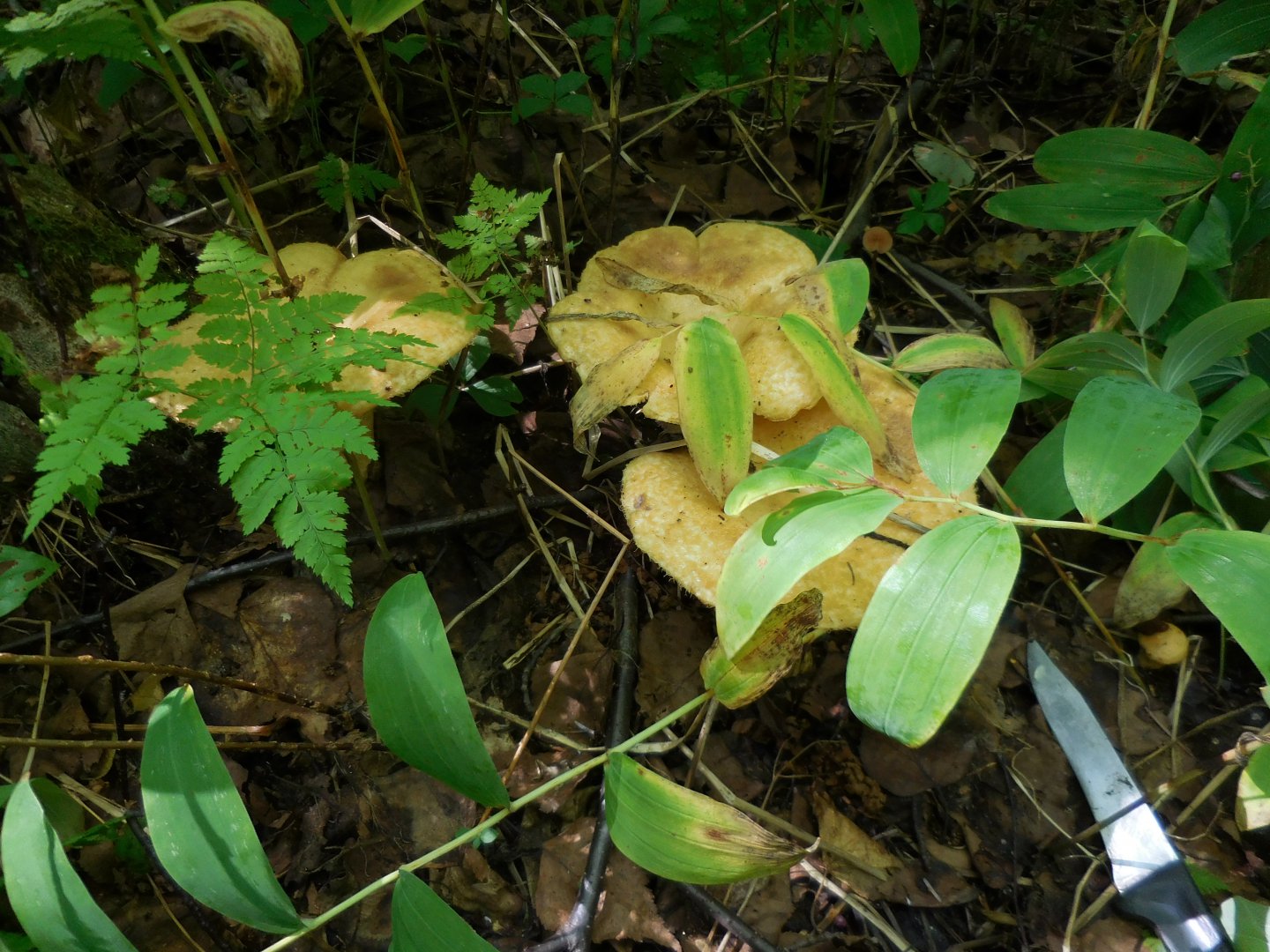 DSCN0263.JPG