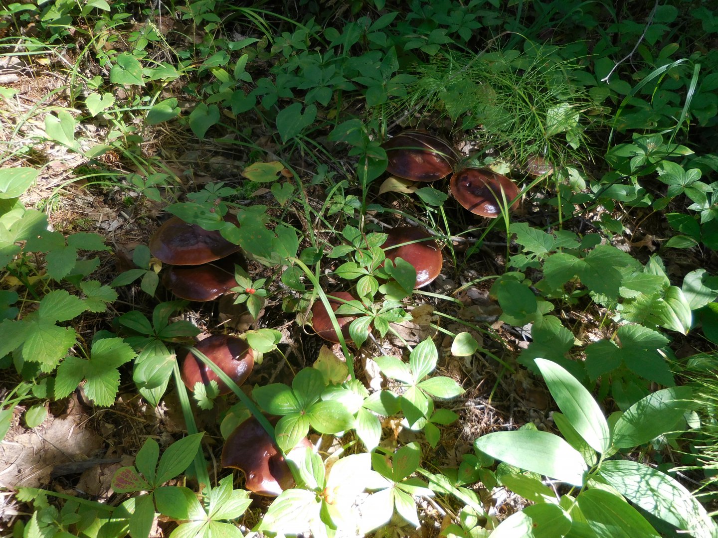 DSCN0265.JPG