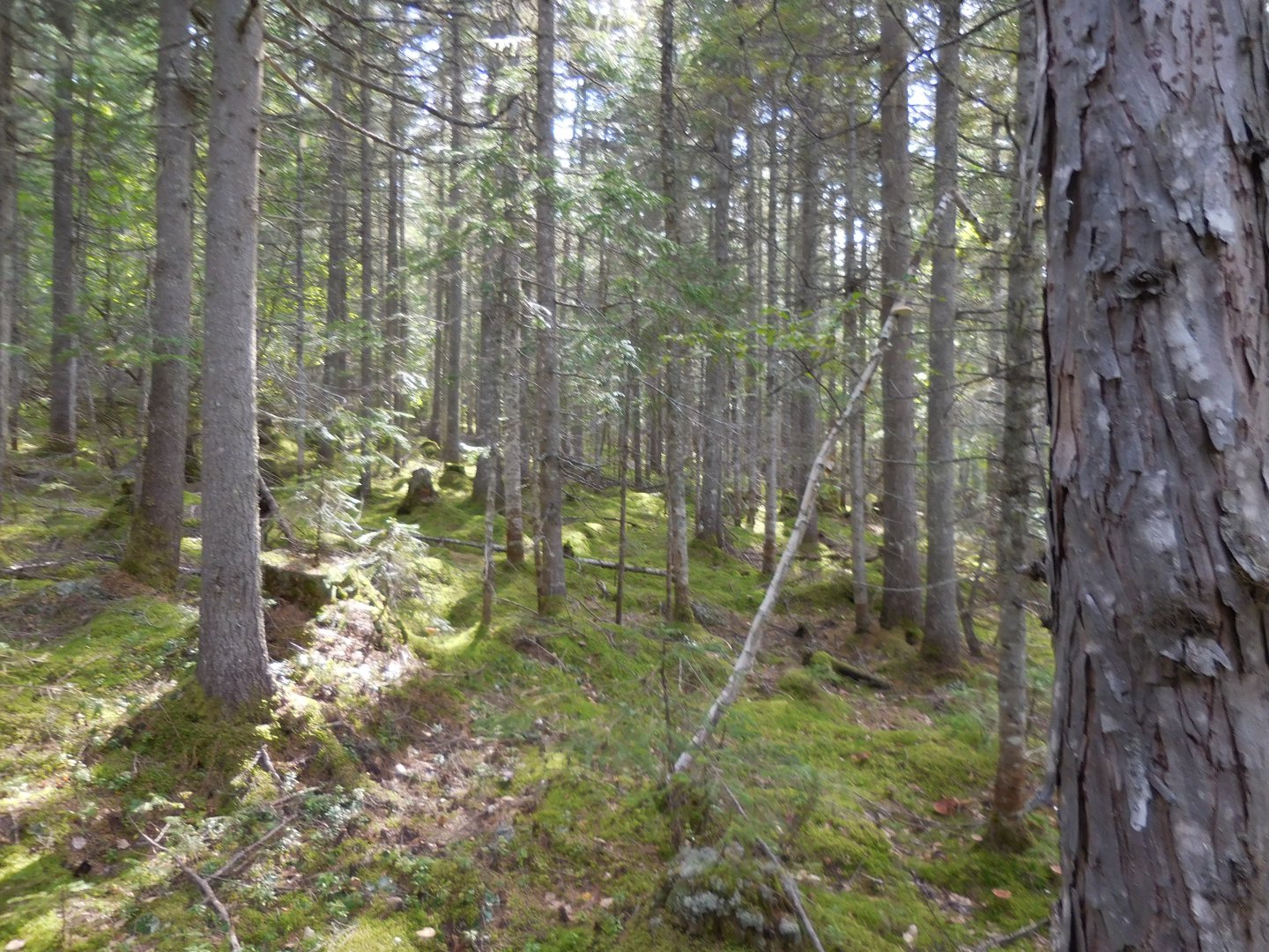 DSCN0266.JPG