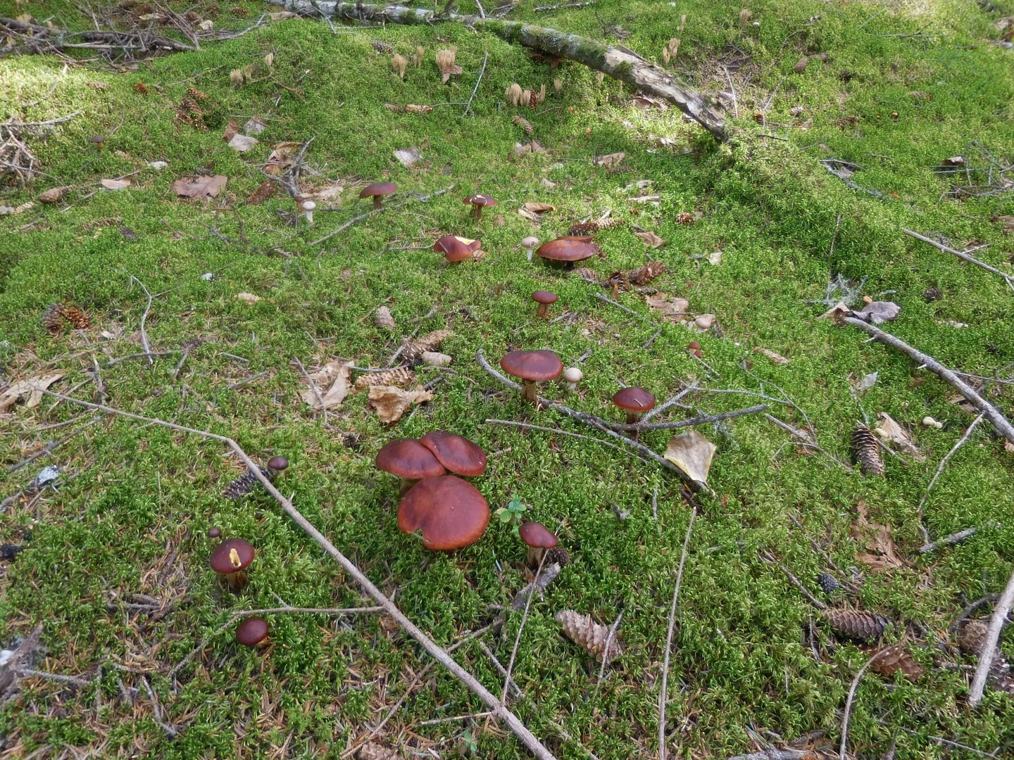 DSCN0267.JPG
