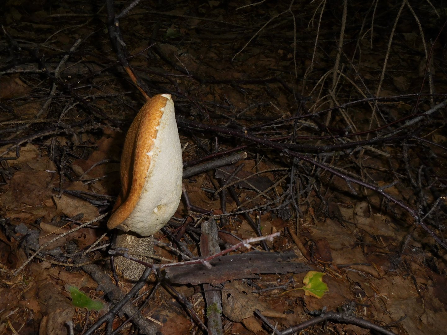 DSCN0292.JPG