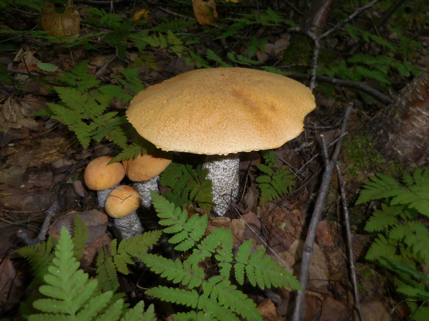 DSCN0299.JPG