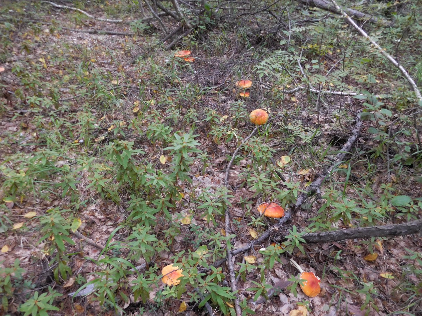 DSCN0301.JPG