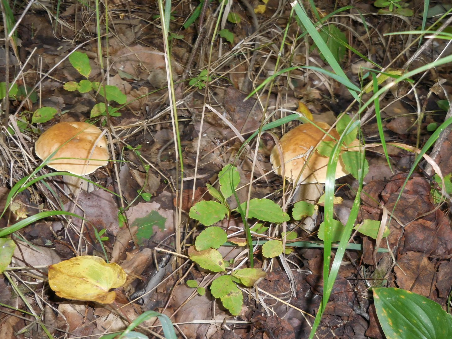 DSCN0309.JPG