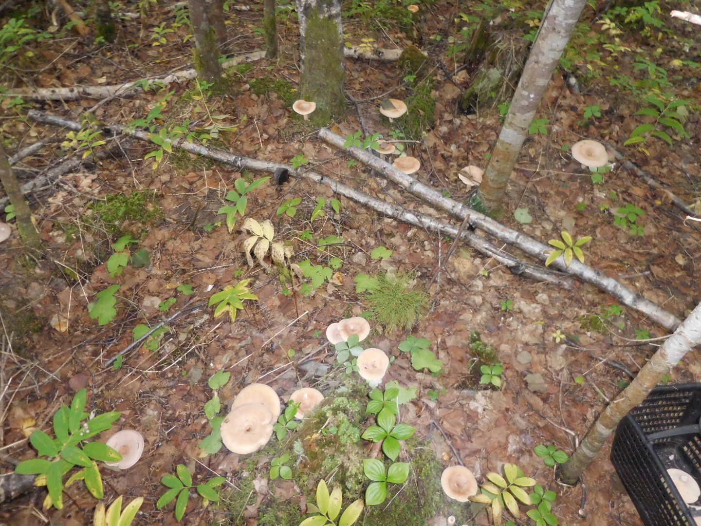 DSCN0378.JPG