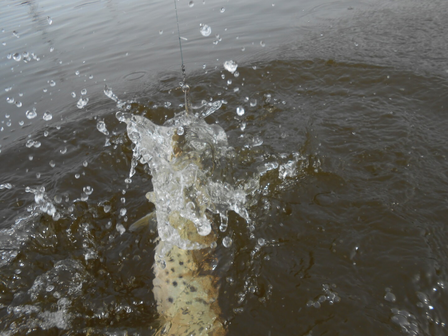 DSCN0381.JPG