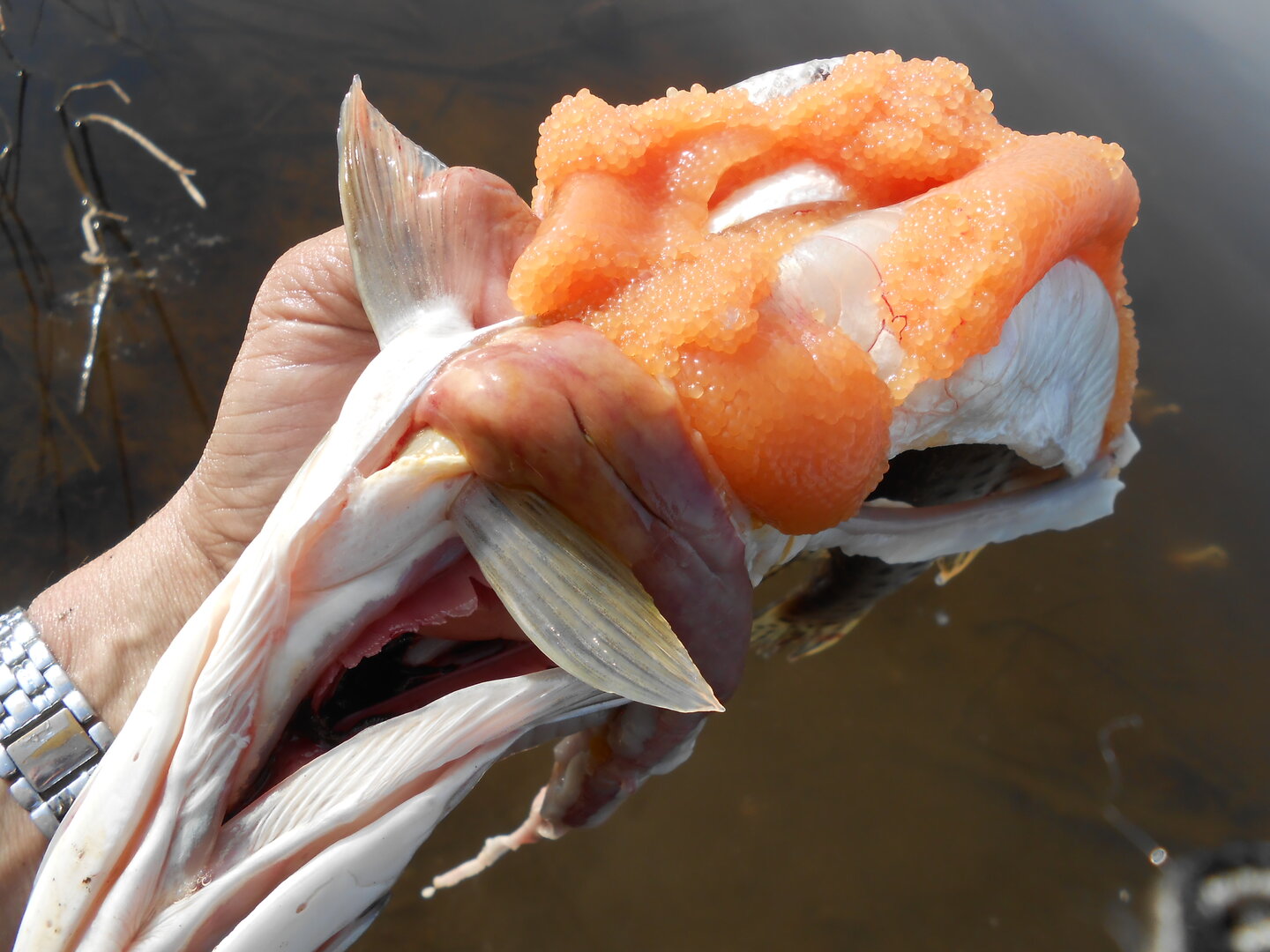 DSCN0389.JPG