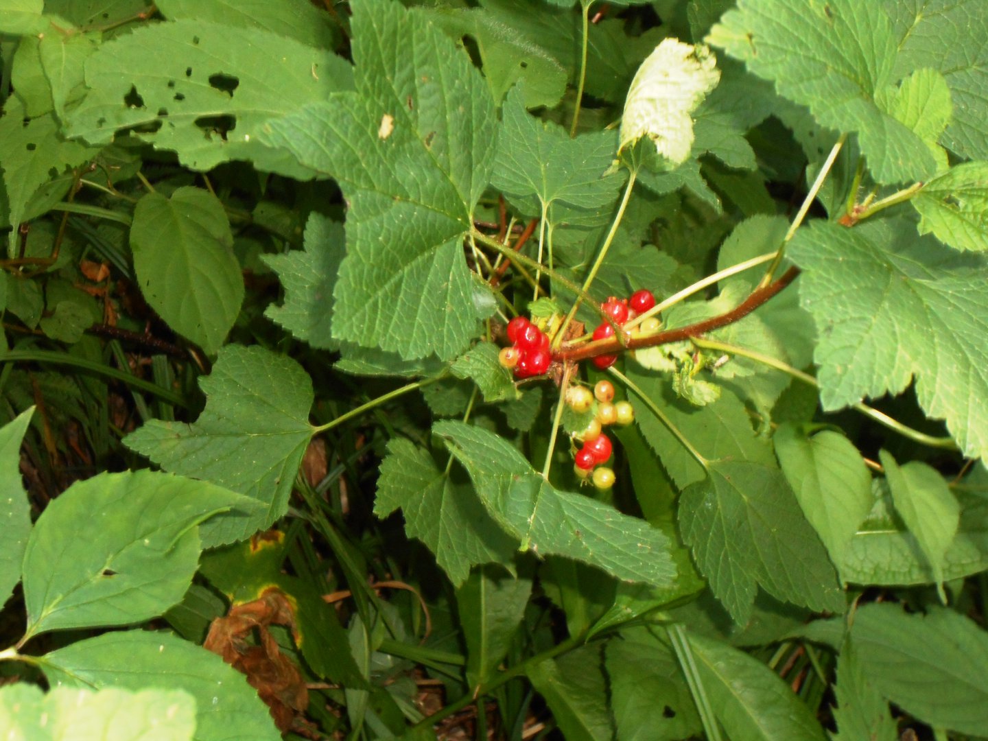 DSCN0393.JPG