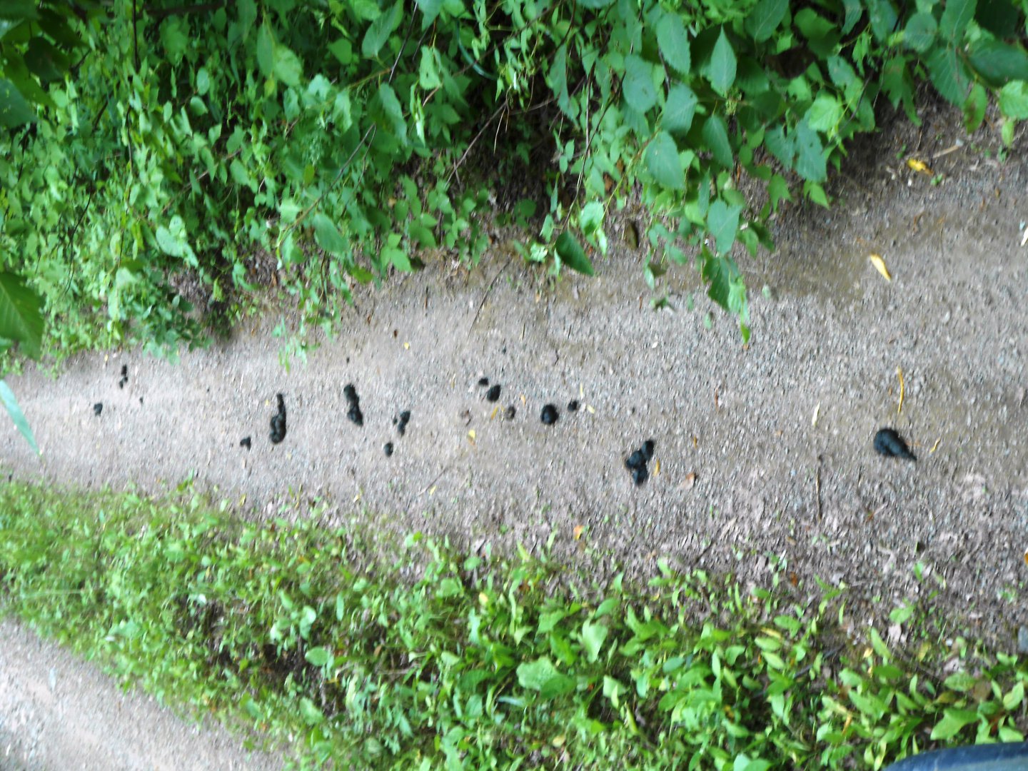 DSCN0427.JPG