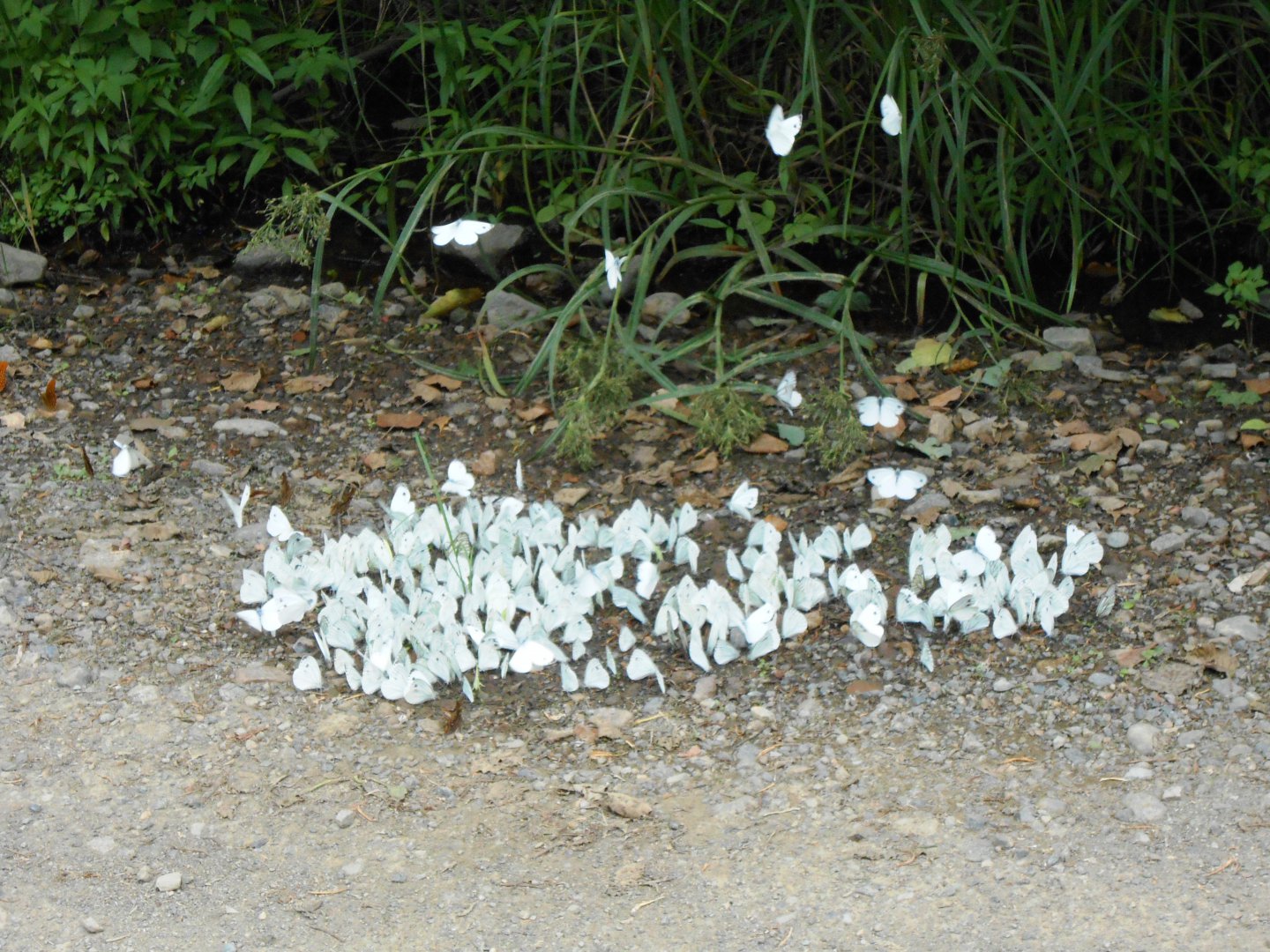 DSCN0433.JPG