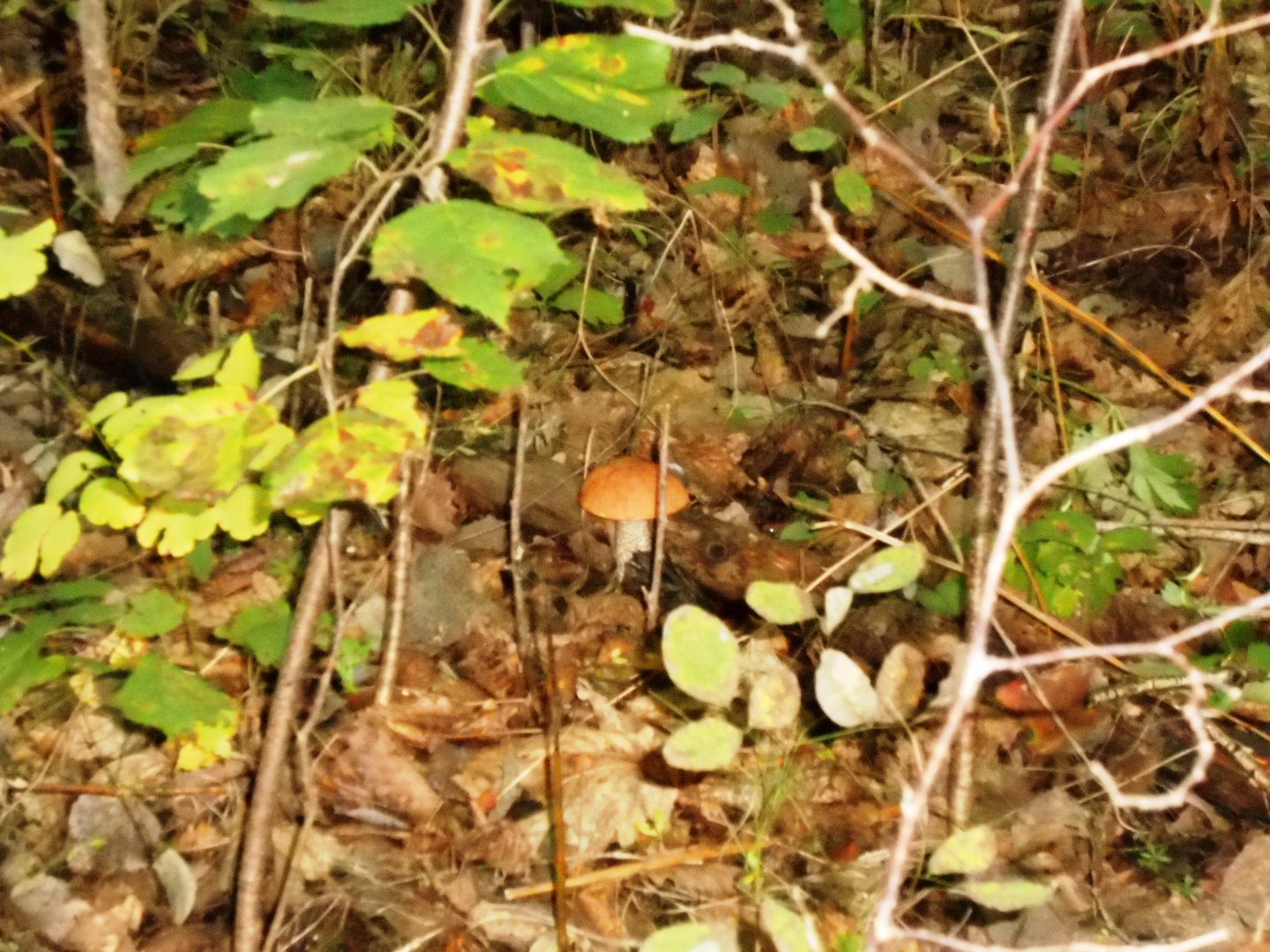 DSCN0664.JPG