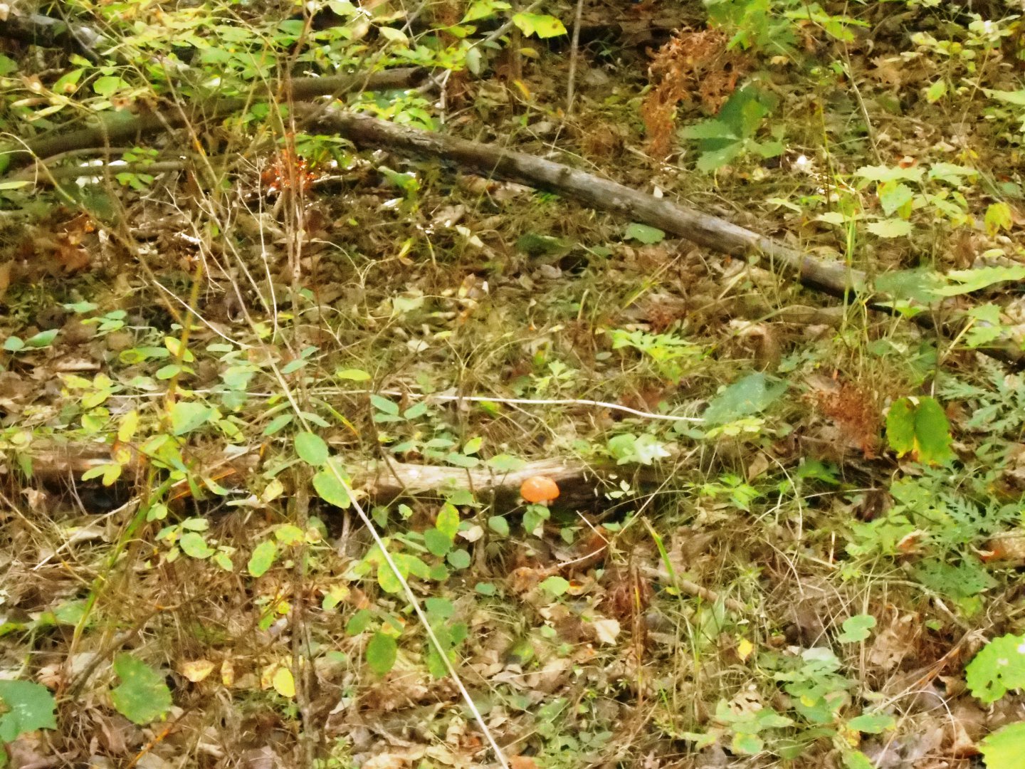 DSCN0667.JPG