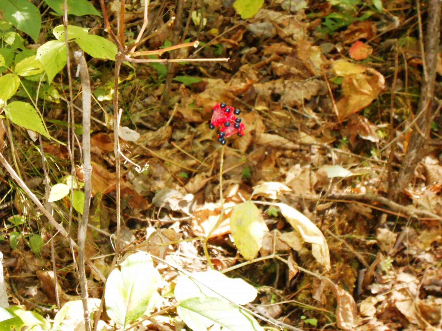 DSCN0671.JPG