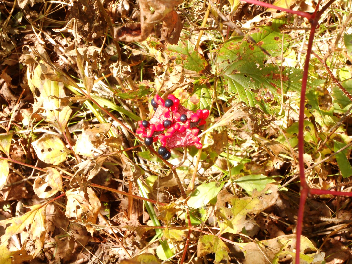 DSCN0672.JPG