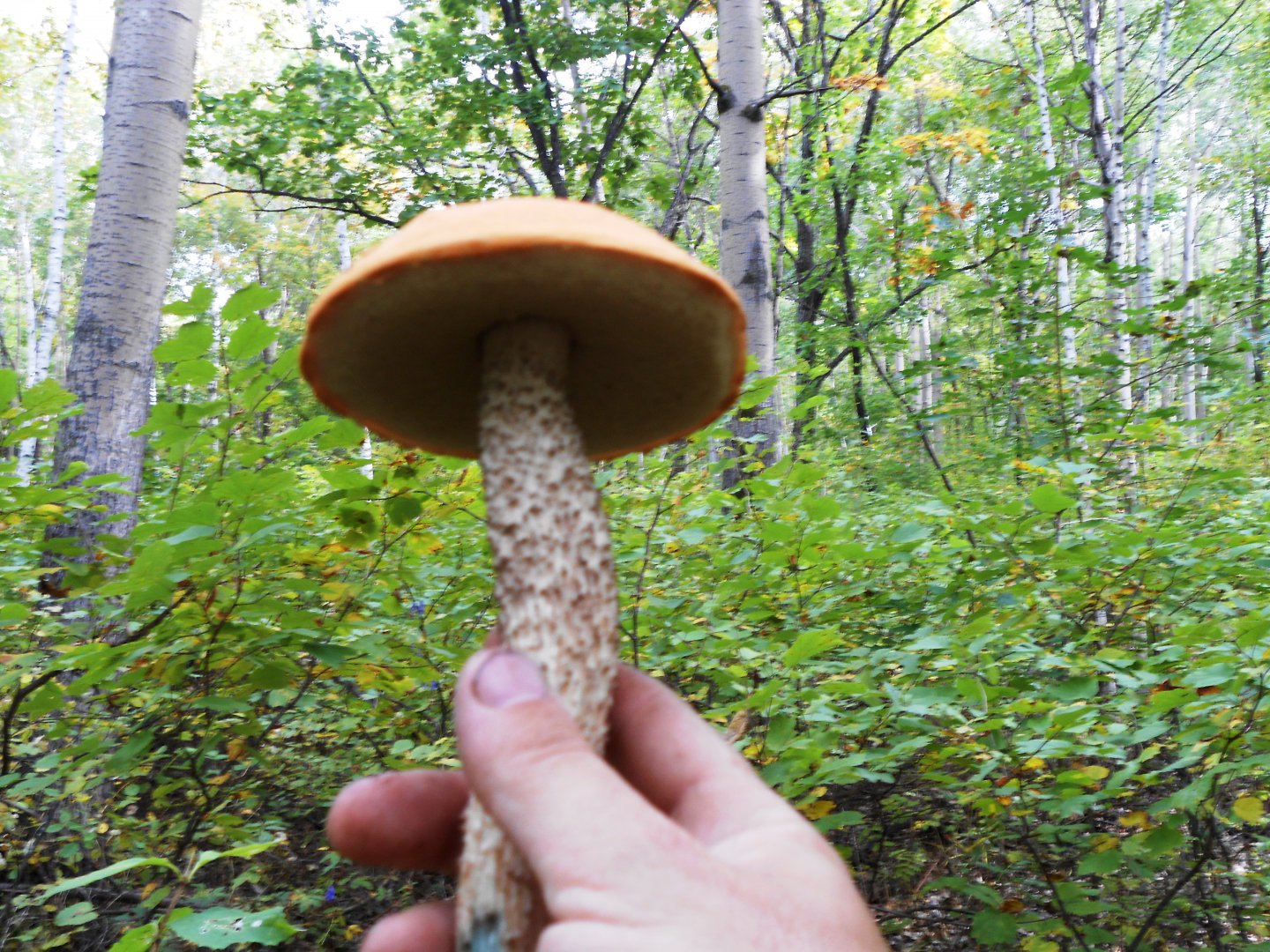 DSCN0680.JPG