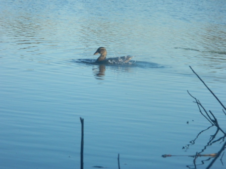 DSCN0798.JPG