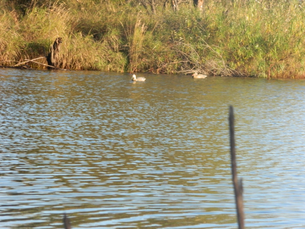 DSCN0808.JPG