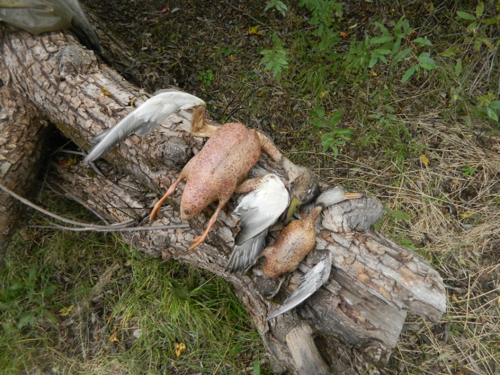DSCN0824.jpg