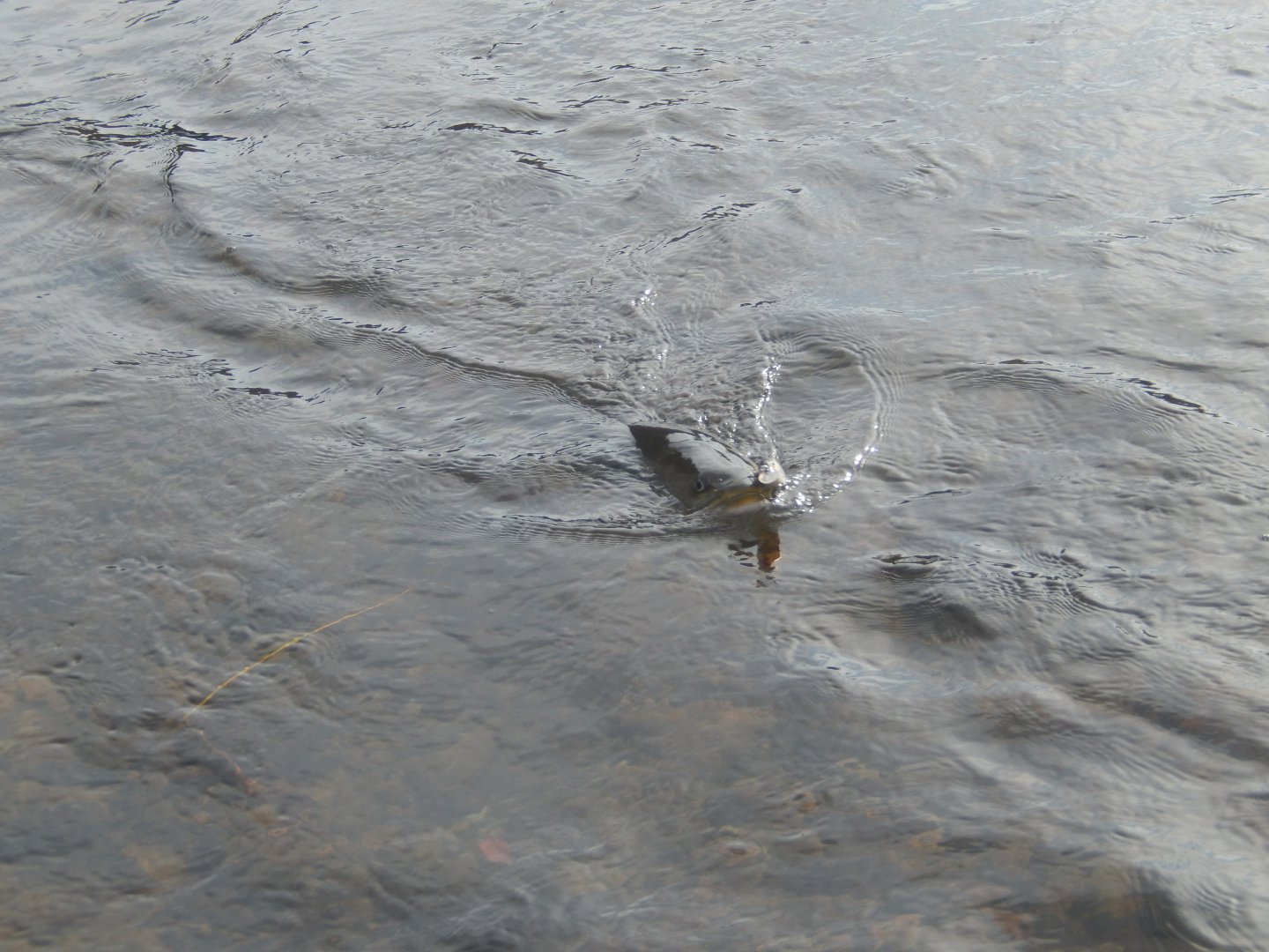 DSCN0839.JPG