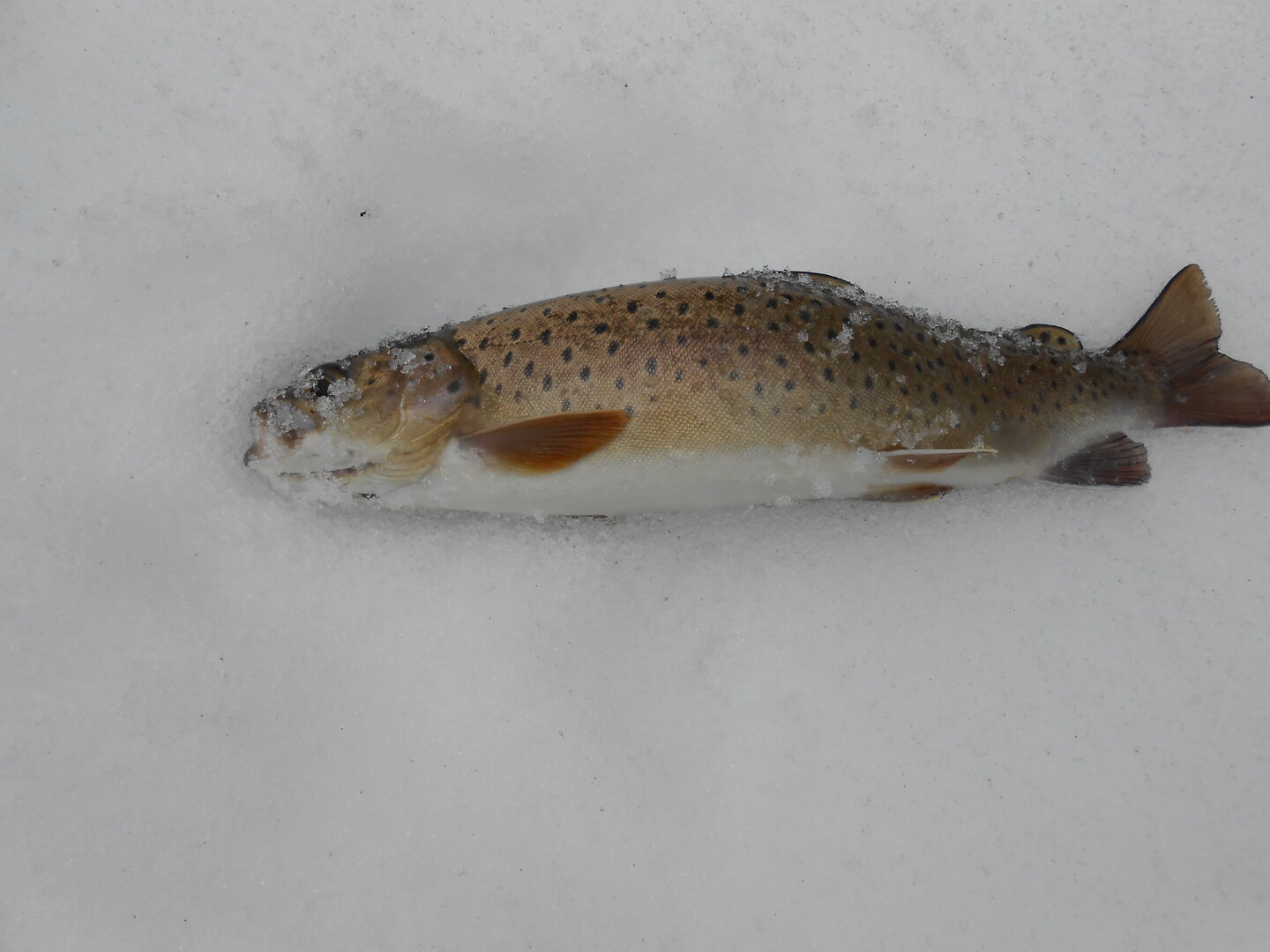 DSCN1653.JPG