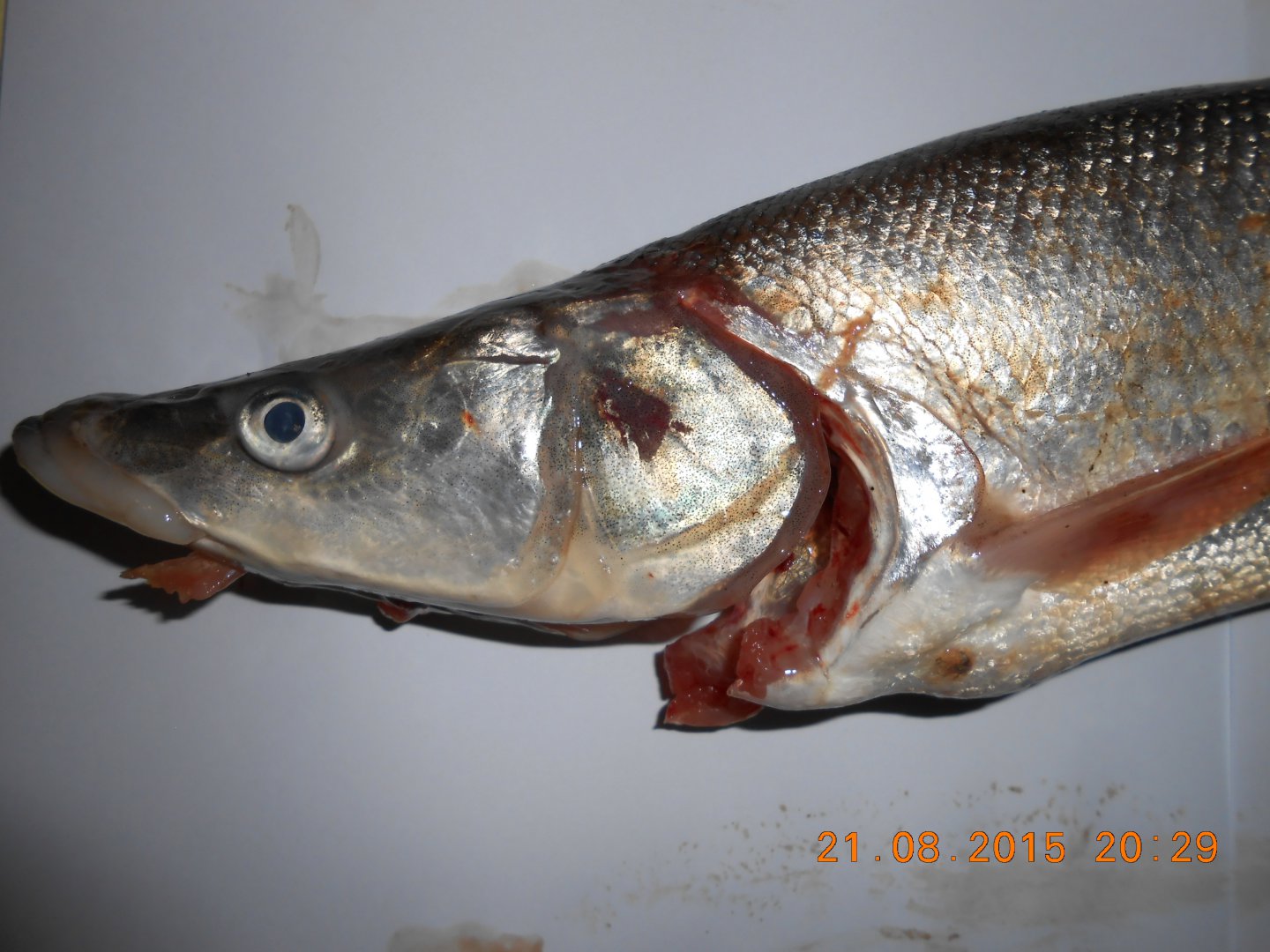 DSCN2258.JPG