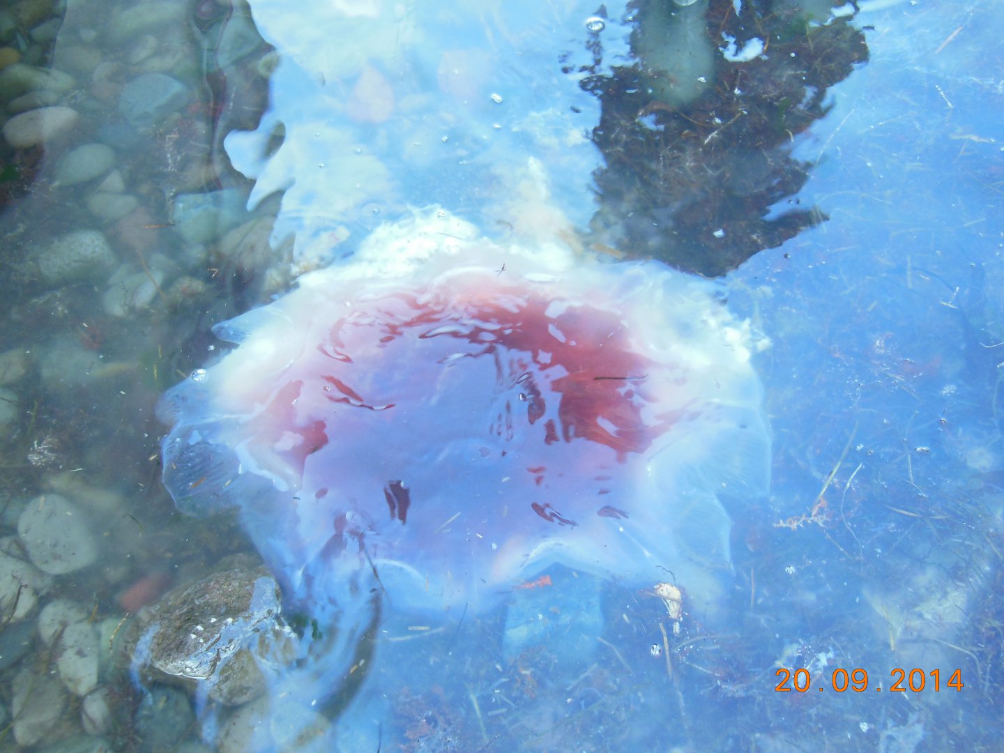 DSCN4377.jpg