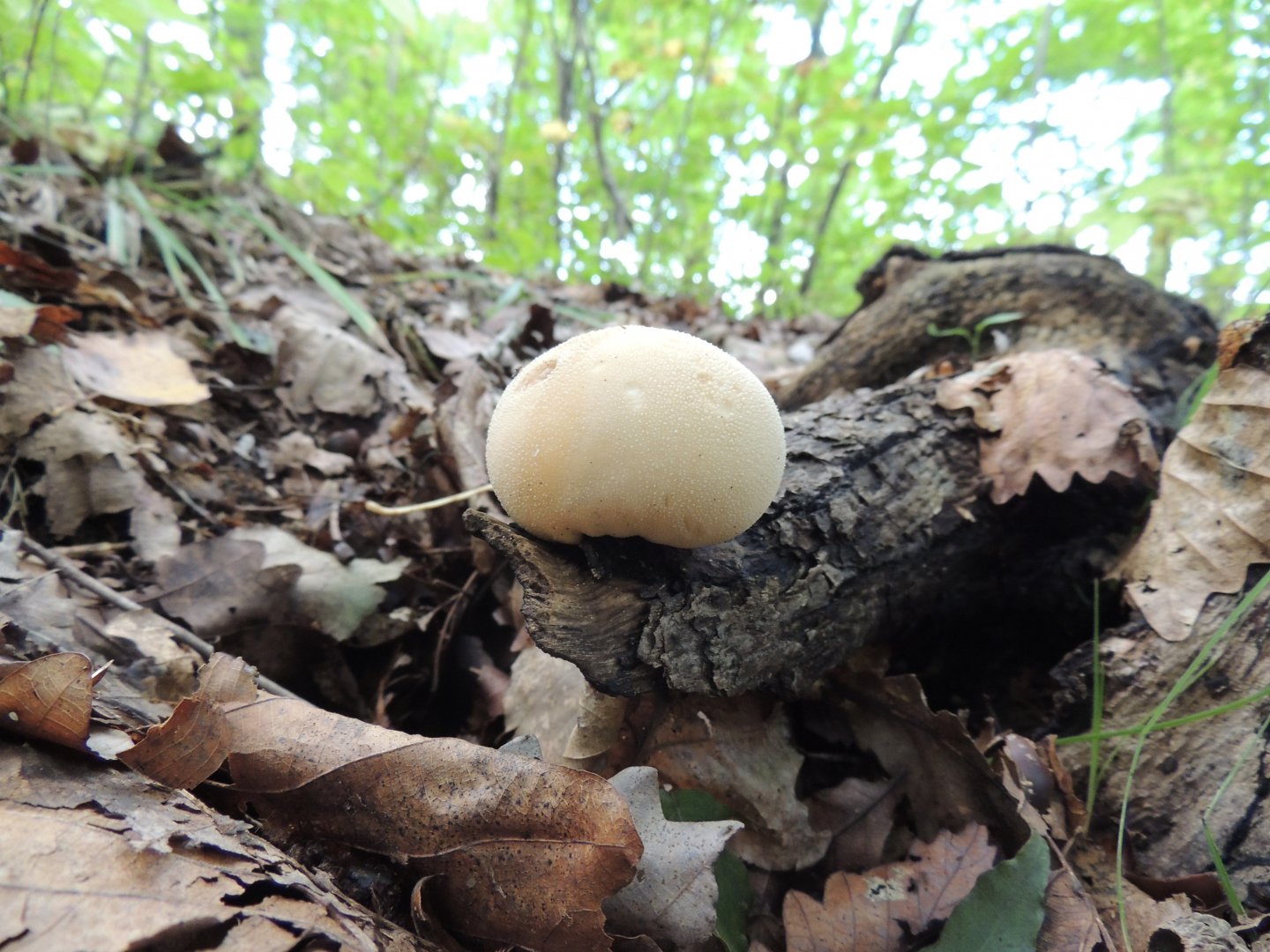 DSCN5930.JPG