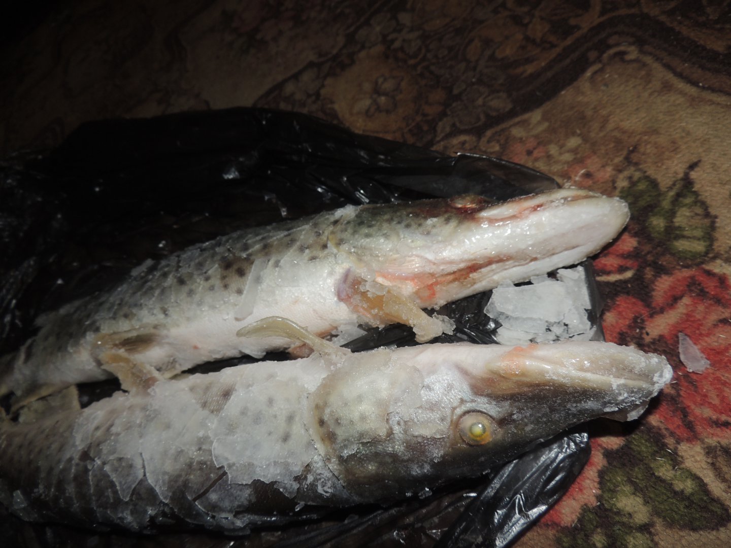 DSCN6543.JPG