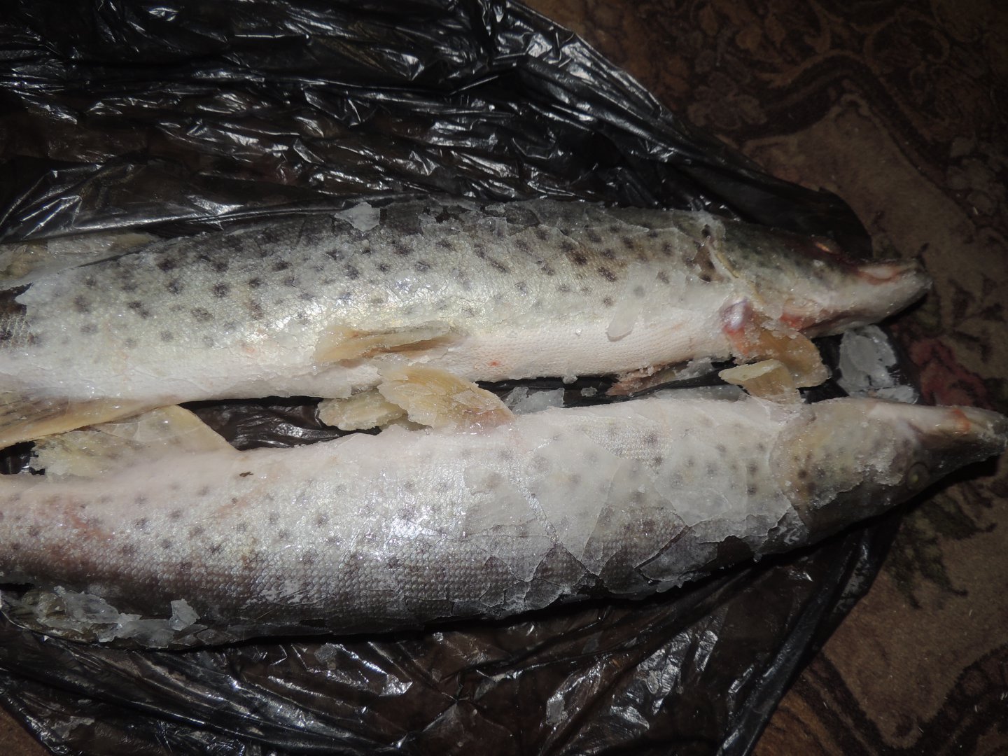 DSCN6544.JPG