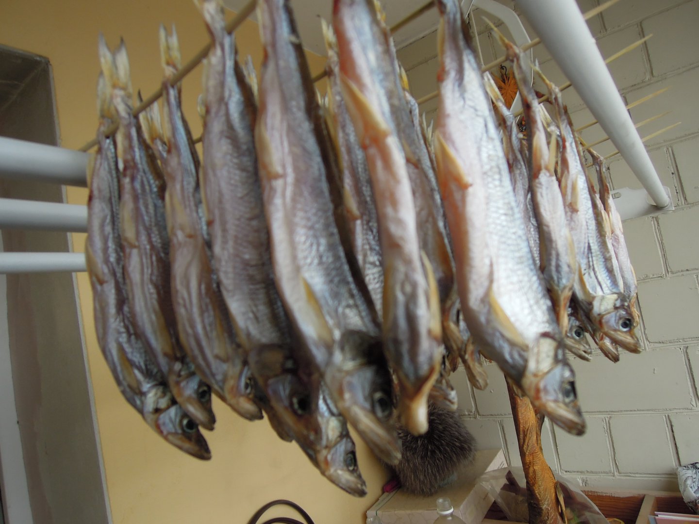 DSCN7296.JPG
