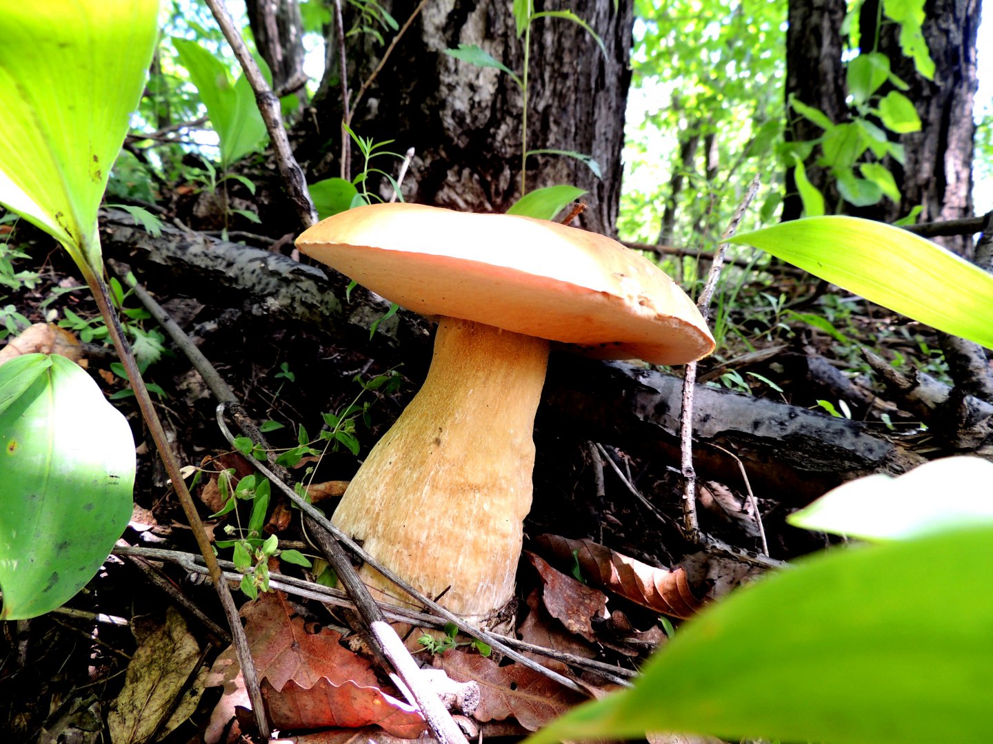 DSCN7366.JPG