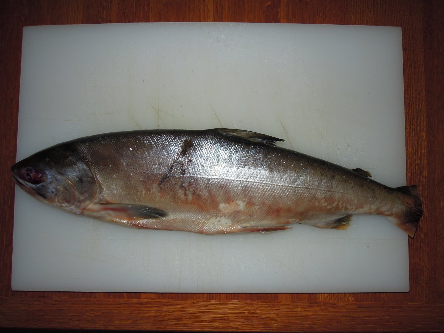 DSCN9091.JPG