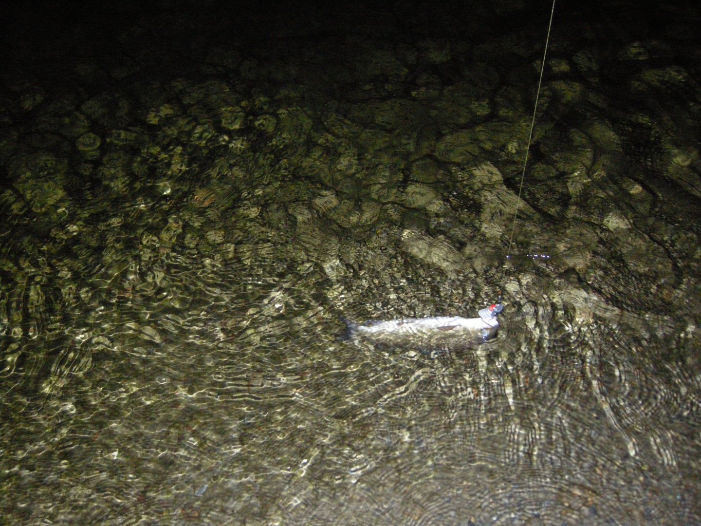 DSCN9568.JPG