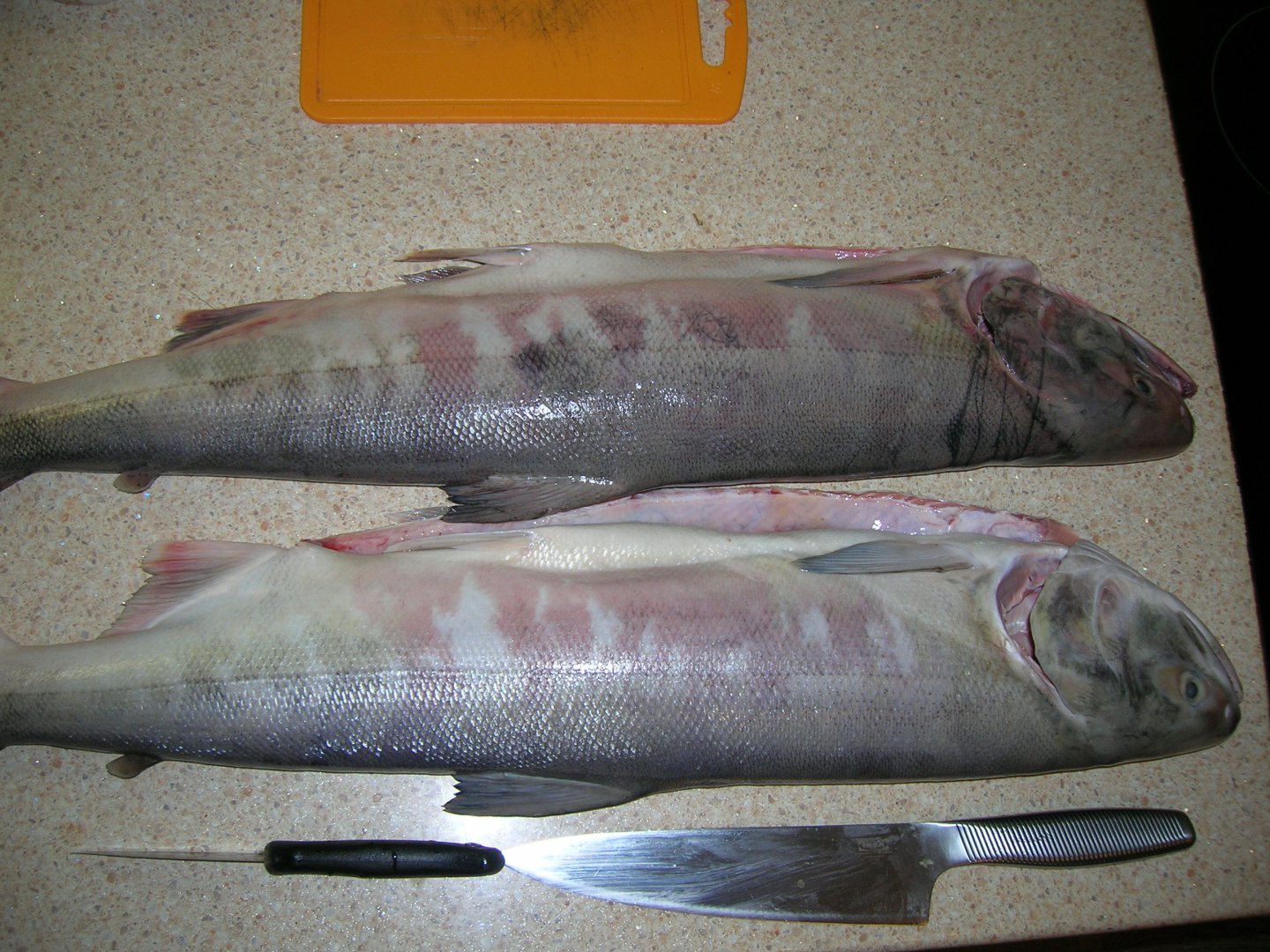 DSCN9813.JPG