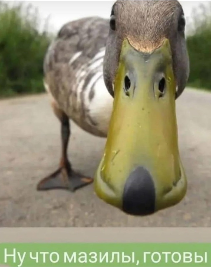 duck.jpg