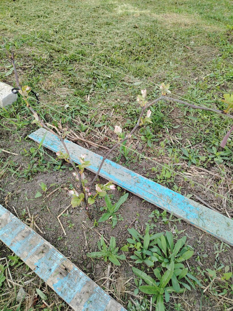 ДВ Новикова.jpg