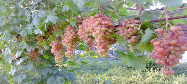 двиетский розовый.jpg