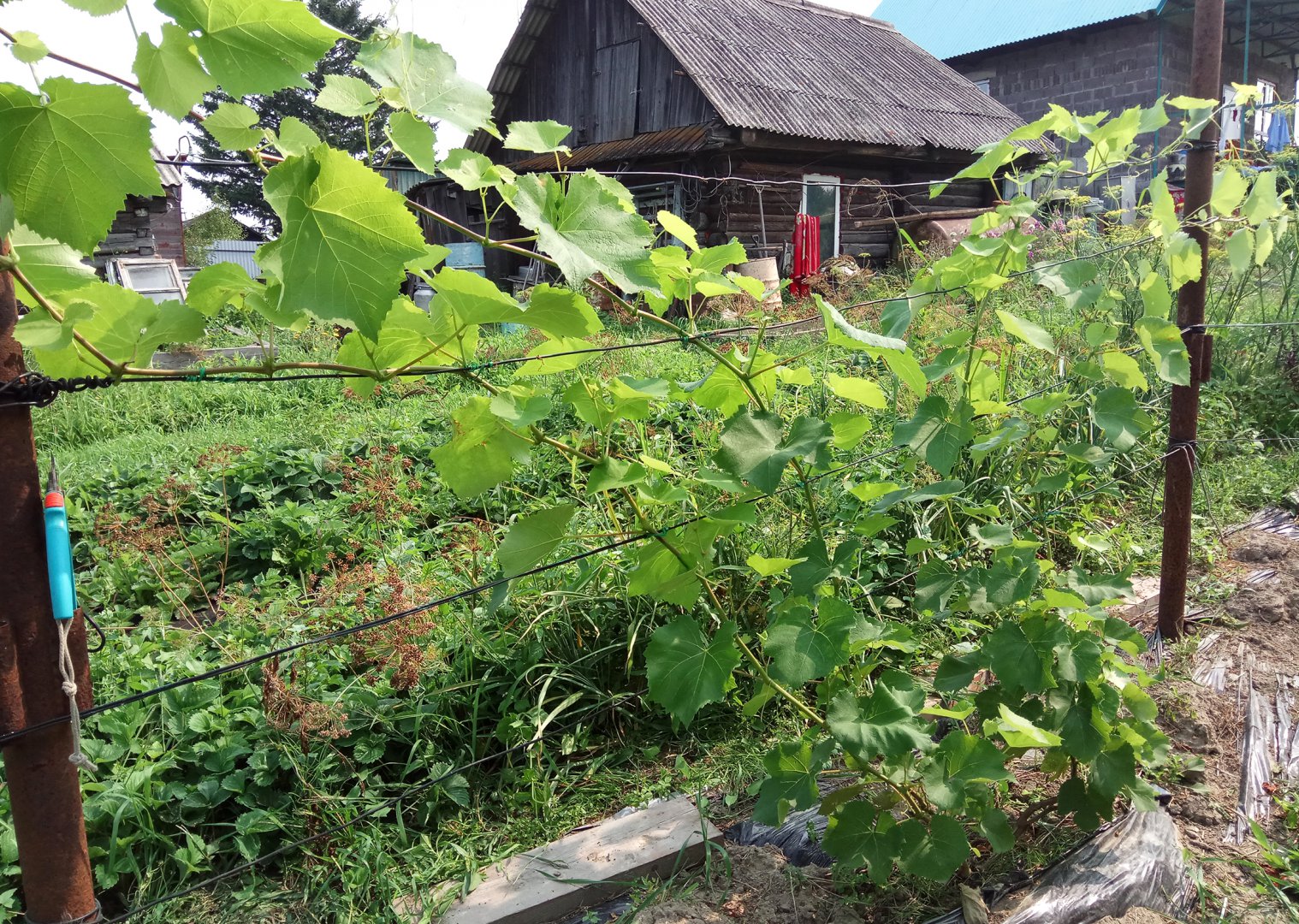 двиетский розовый.jpg