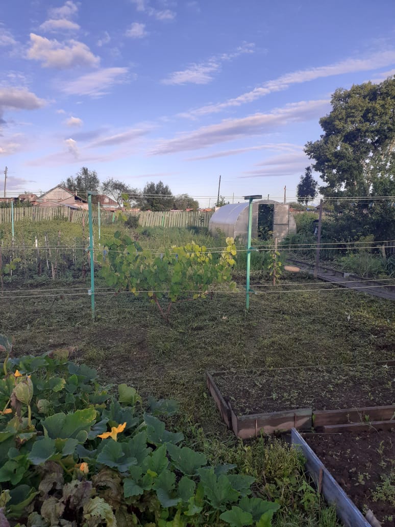 двиетский розовый.jpg