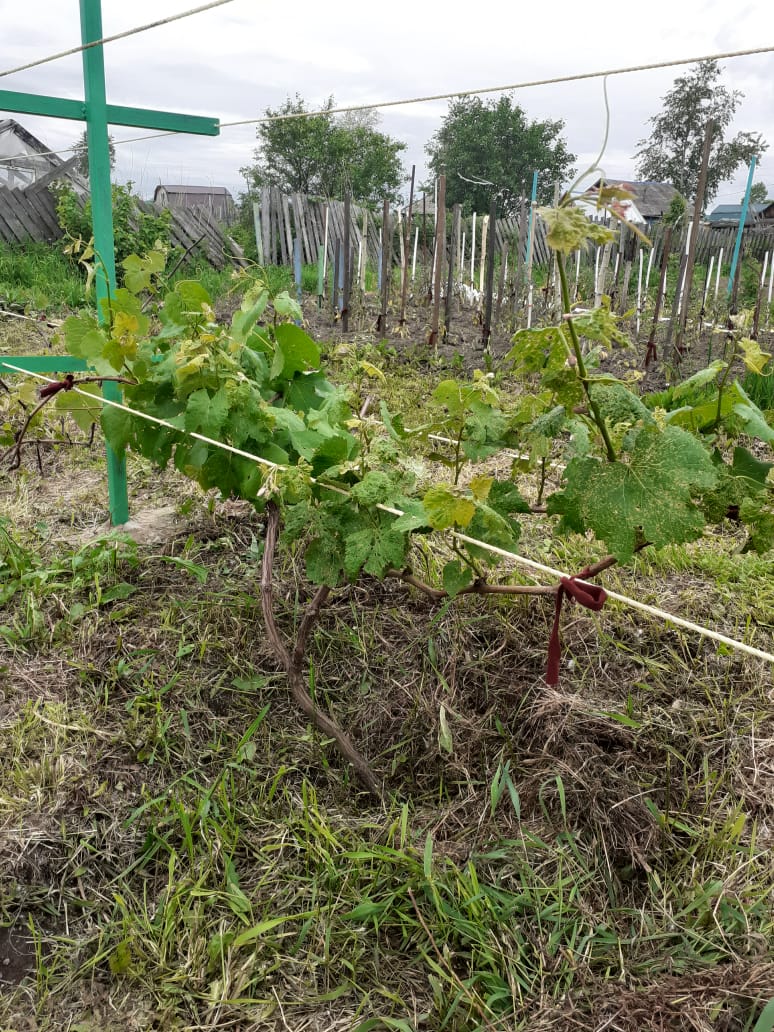 Двиетский заболел.jpg